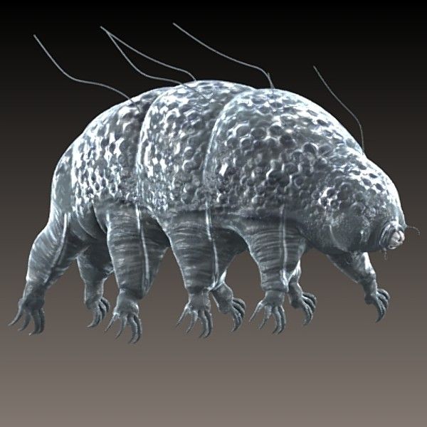 tardigrade fe5ad6d52ef447006e0027de5b524db8